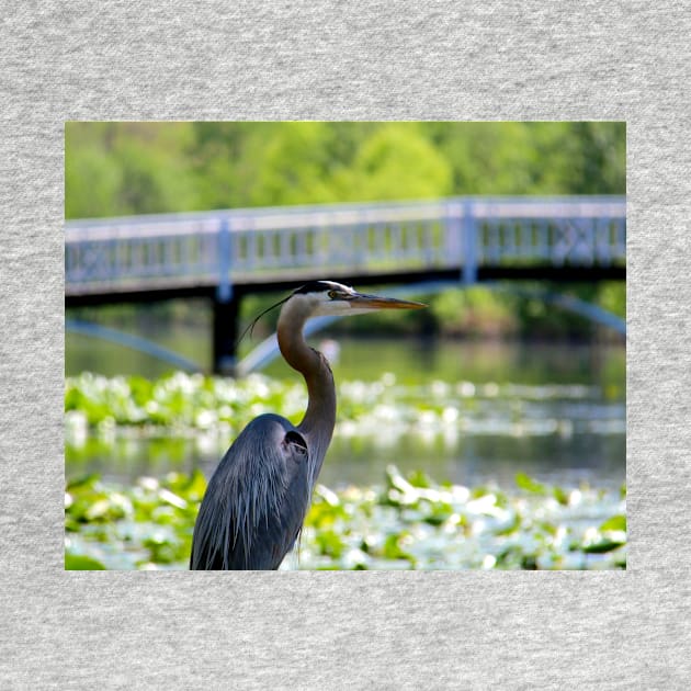 Blue Heron Series 1 - Salisbury, MD by searchlight